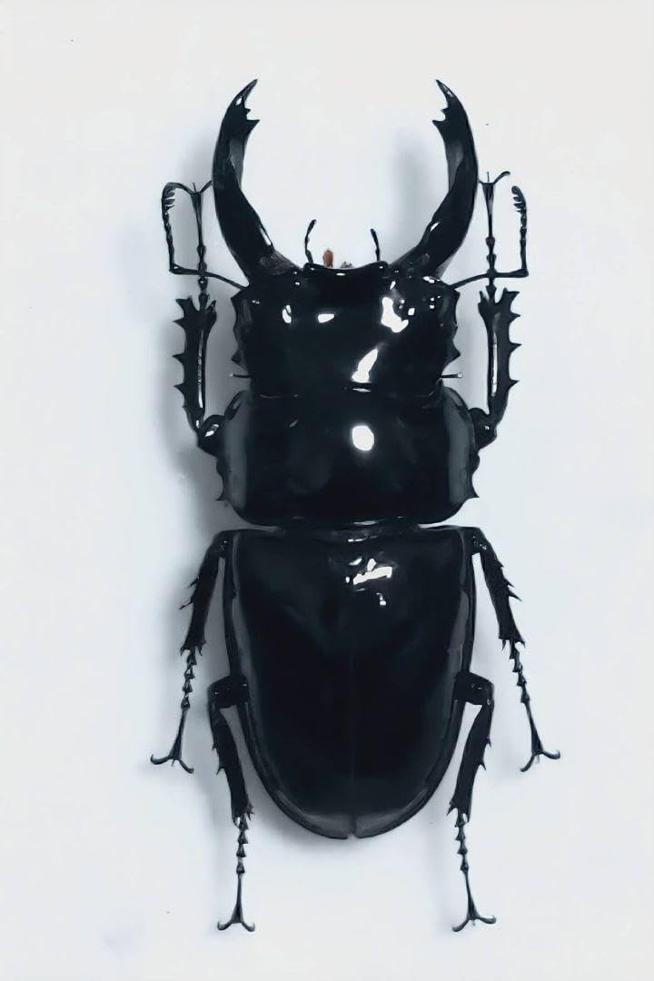 レギウスオオツヤクワガタ 標本 レギウスオオツヤクワガタ 標本